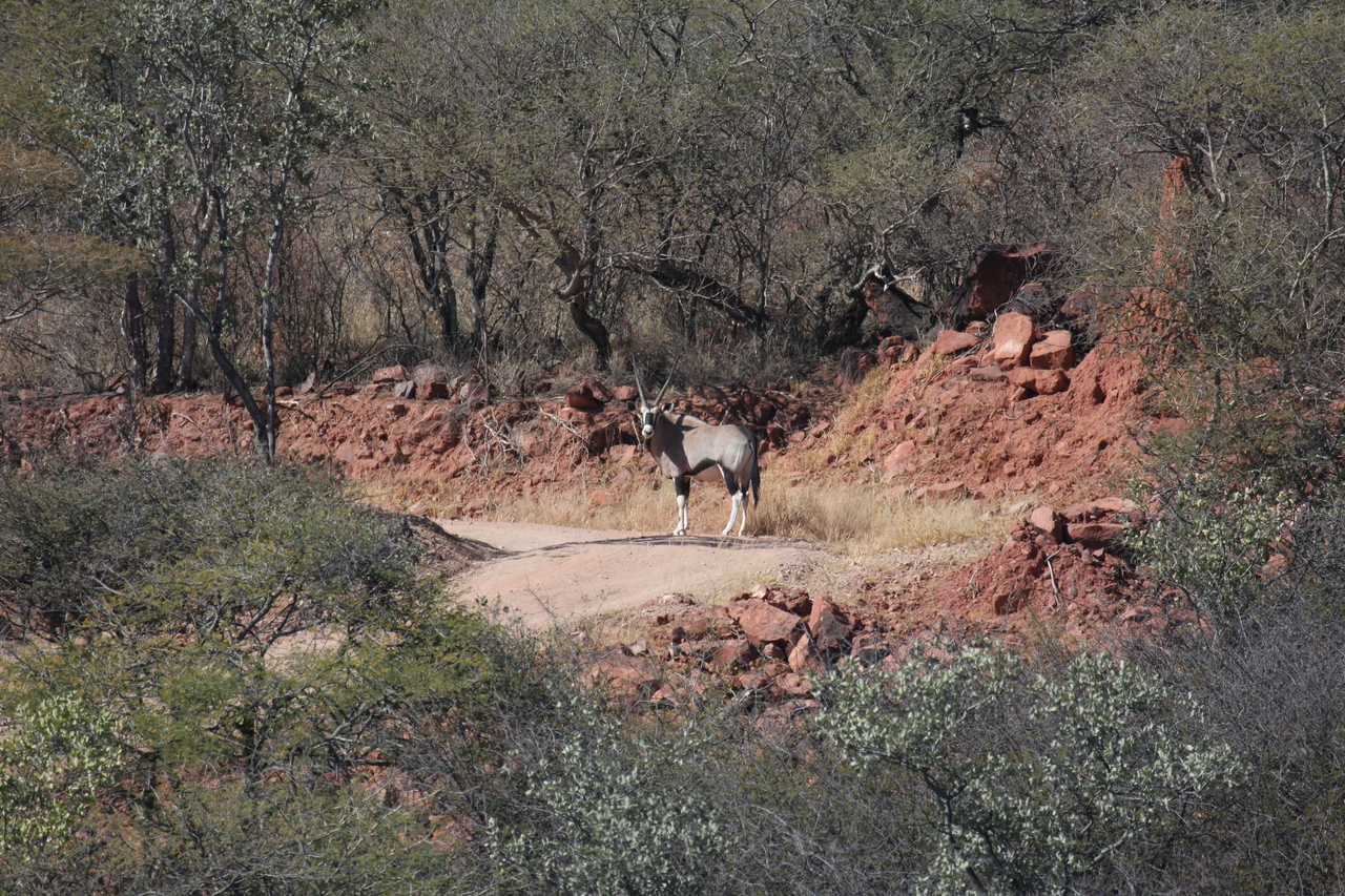 [5033] 2016_06_23_05_23_41_Africa_Canon_EOS_40D_IMG__08407.jpg