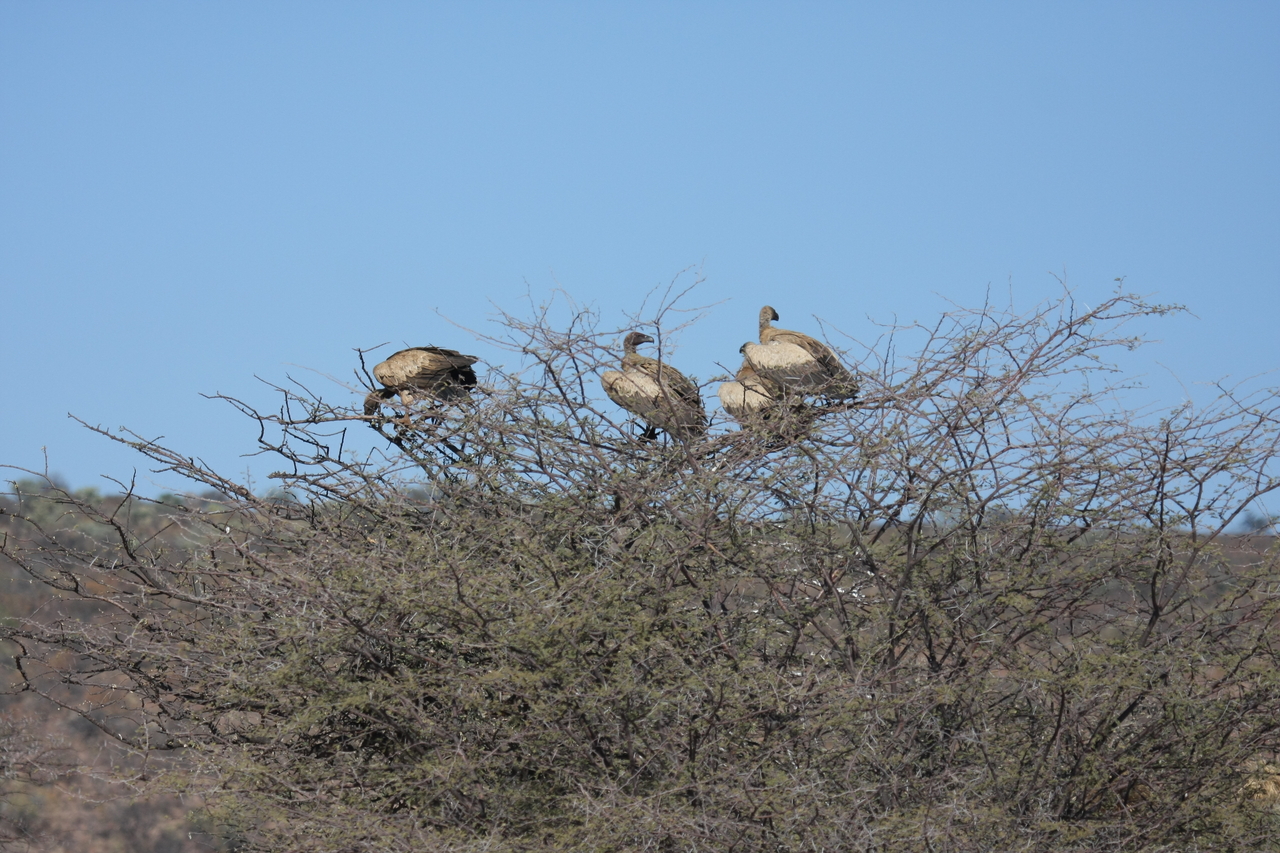 [5375] 2016_06_23_09_58_40_Africa_Canon_EOS_40D_IMG__00128.jpg