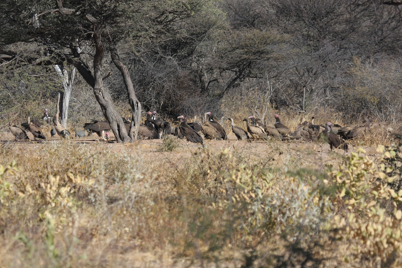 [5384] 2016_06_23_09_58_51_Africa_Canon_EOS_40D_IMG__00129.jpg