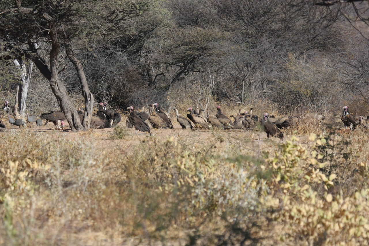 [5391] 2016_06_23_09_58_51_Africa_Canon_EOS_40D_IMG__08411.jpg