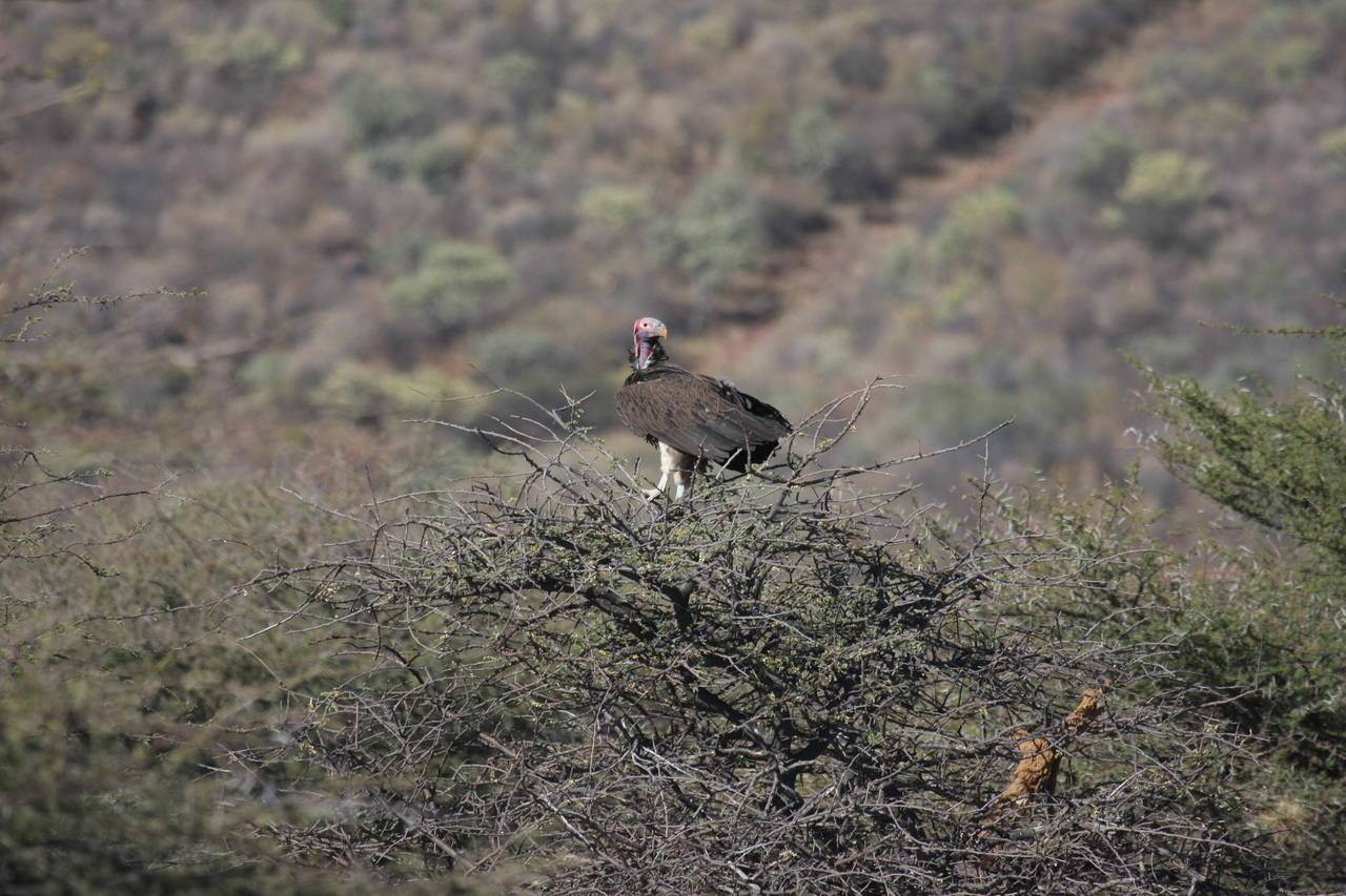 [5415] 2016_06_23_09_59_47_Africa_Canon_EOS_40D_IMG__08419.jpg