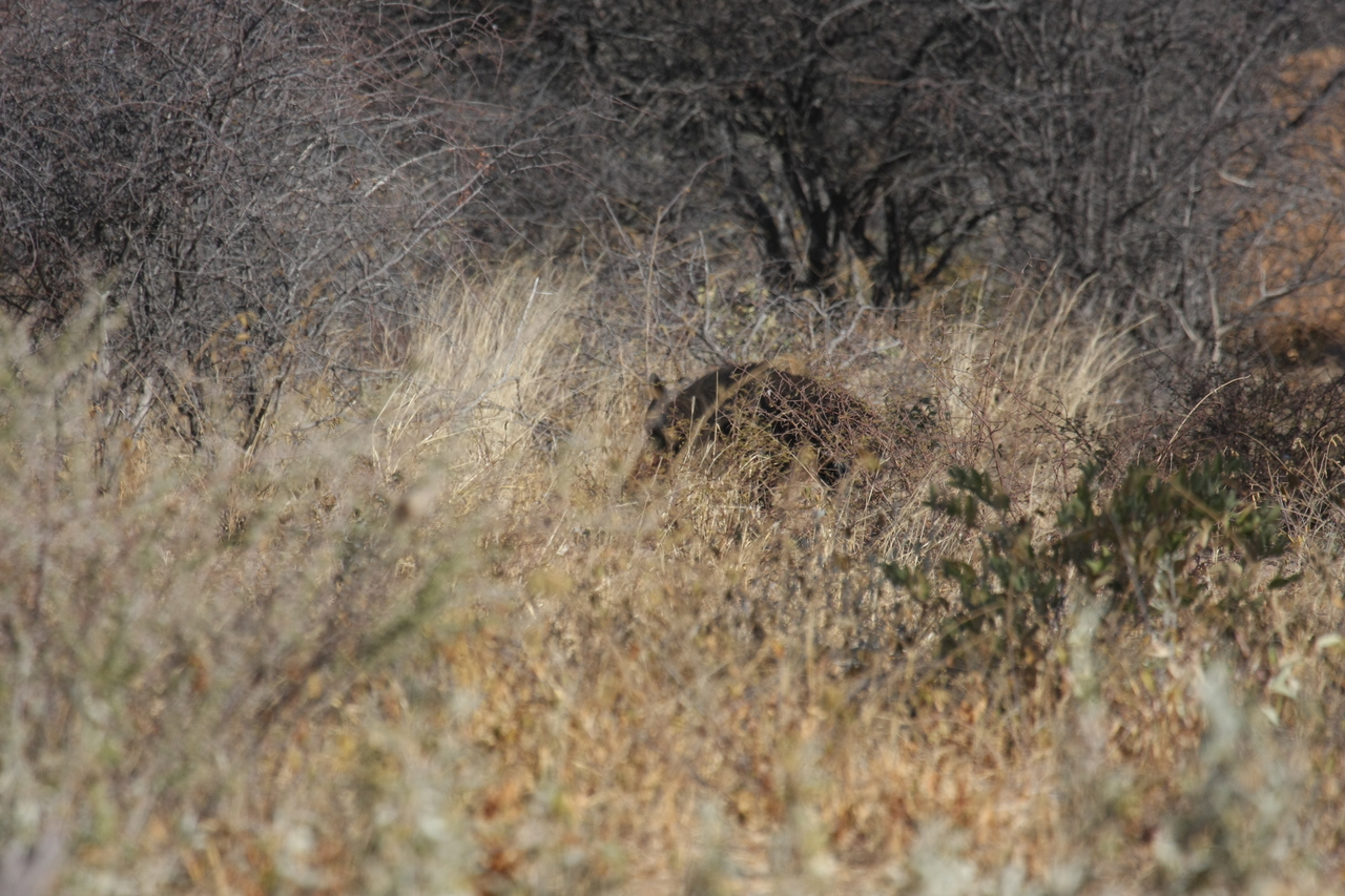 [5425] 2016_06_23_10_00_26_Africa_Canon_EOS_40D_IMG__08423.jpg