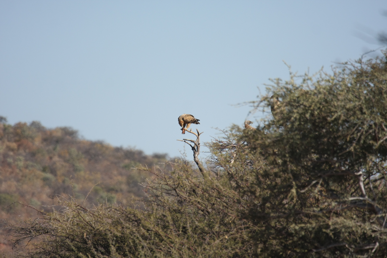 [5431] 2016_06_23_10_01_10_Africa_Canon_EOS_40D_IMG__08425.jpg