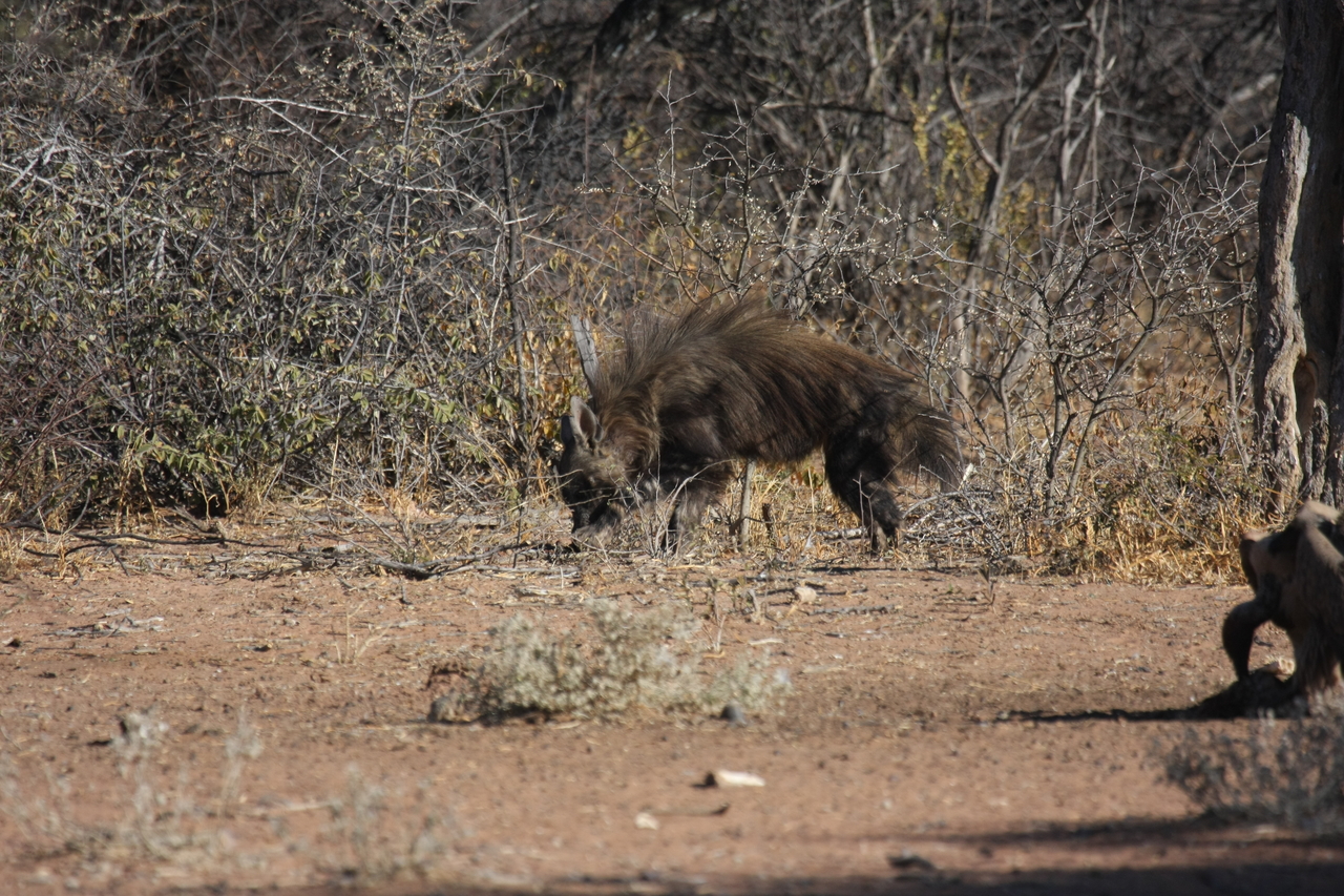 [5452] 2016_06_23_10_03_31_Africa_Canon_EOS_40D_IMG__08432.jpg