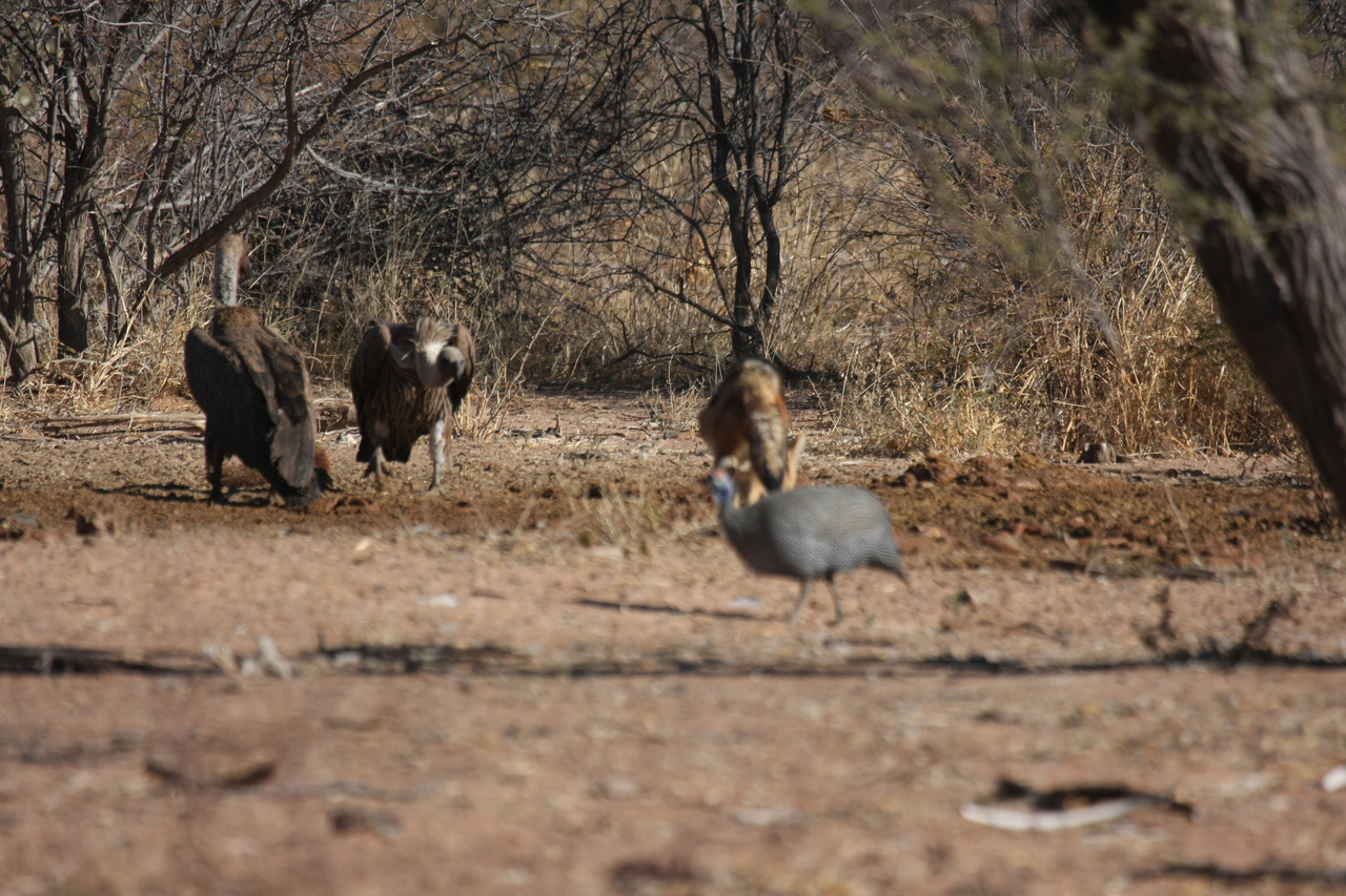 [5456] 2016_06_23_10_03_39_Africa_Canon_EOS_40D_IMG__00153.jpg