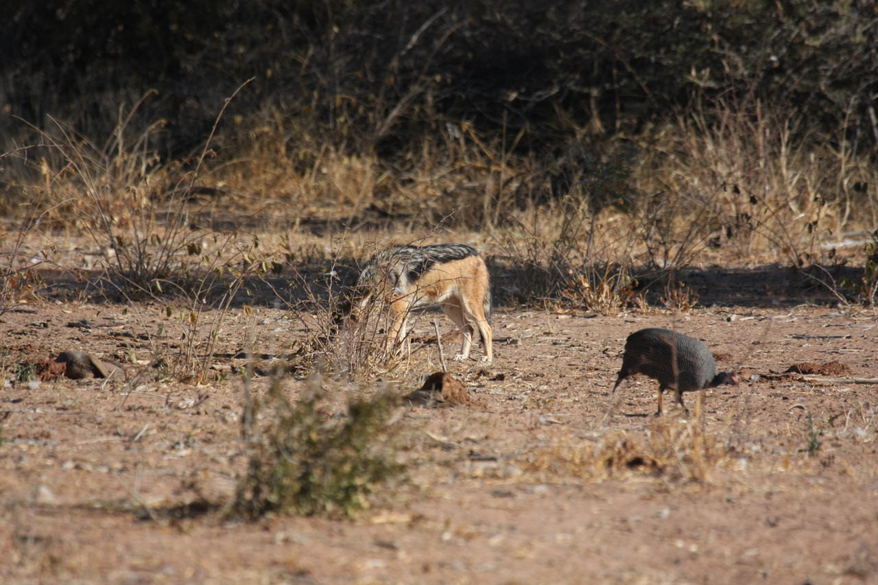 [5480] 2016_06_23_10_04_11_Africa_Canon_EOS_40D_IMG__00994.jpg