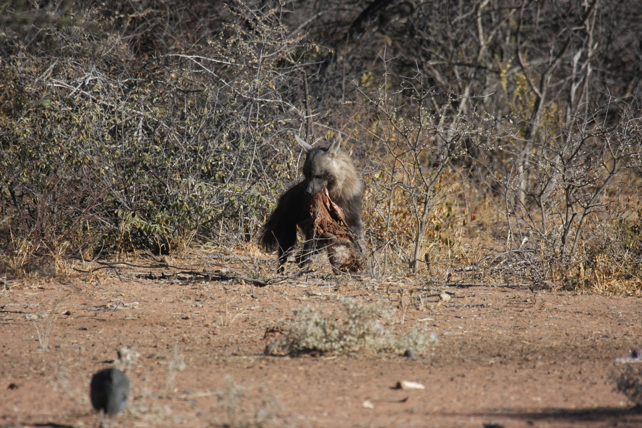 [5489] 2016_06_23_10_04_21_Africa_Canon_EOS_40D_IMG__00164.jpg