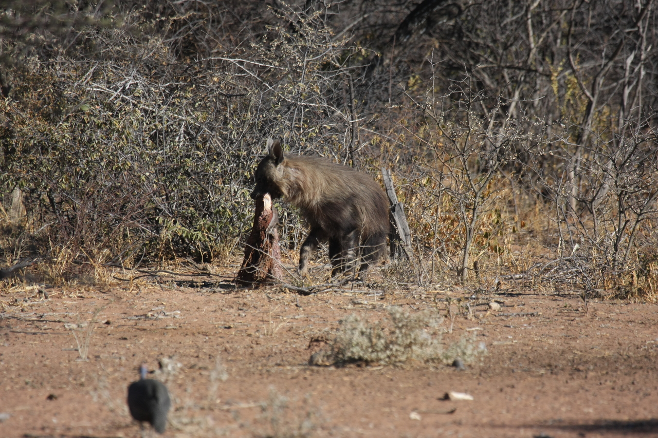 [5494] 2016_06_23_10_04_21_Africa_Canon_EOS_40D_IMG__01000.jpg