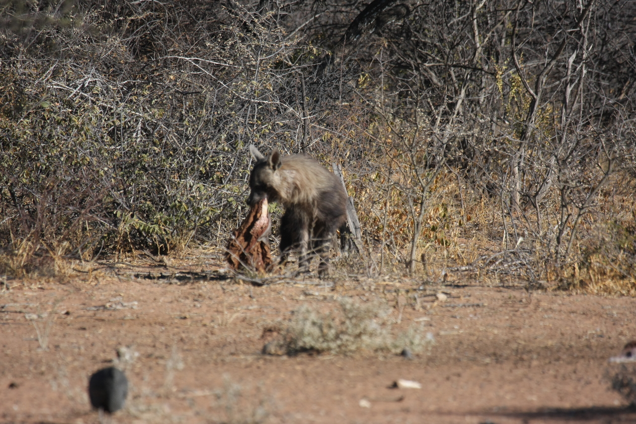 [5496] 2016_06_23_10_04_21_Africa_Canon_EOS_40D_IMG__08446.jpg