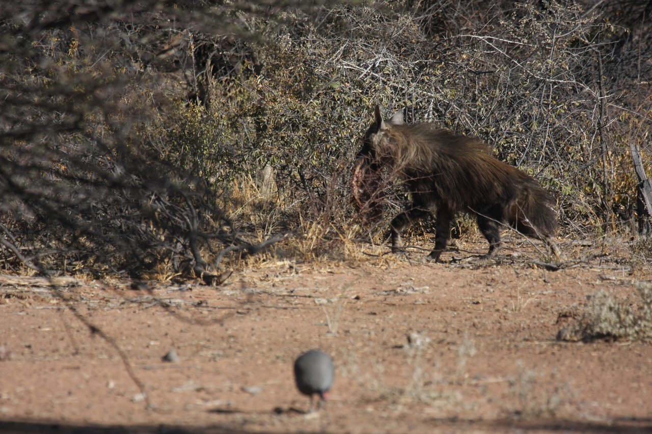 [5499] 2016_06_23_10_04_25_Africa_Canon_EOS_40D_IMG__01001.jpg
