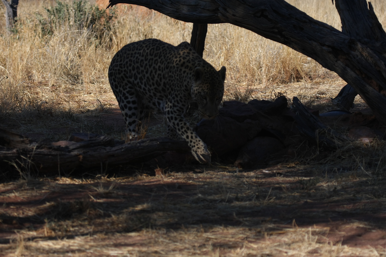 [5515] 2016_06_23_10_16_17_Africa_Canon_EOS_40D_IMG__00170.jpg