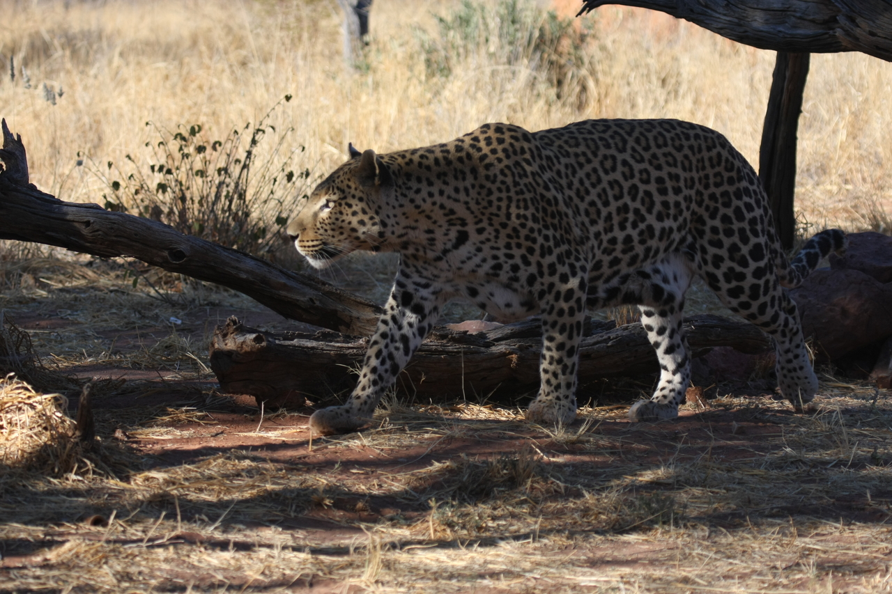 [5518] 2016_06_23_10_16_19_Africa_Canon_EOS_40D_IMG__00171.jpg