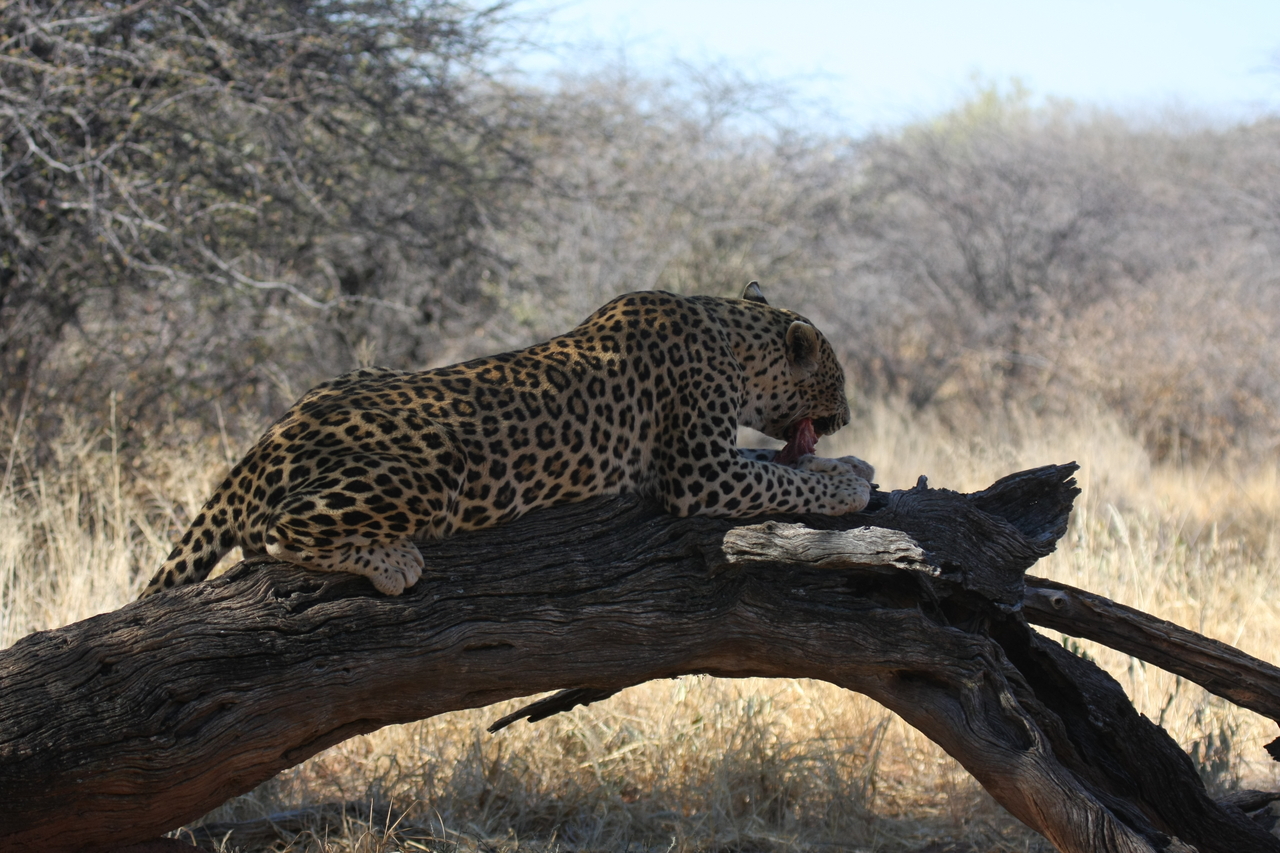 [5559] 2016_06_23_10_16_54_Africa_Canon_EOS_40D_IMG__01013.jpg