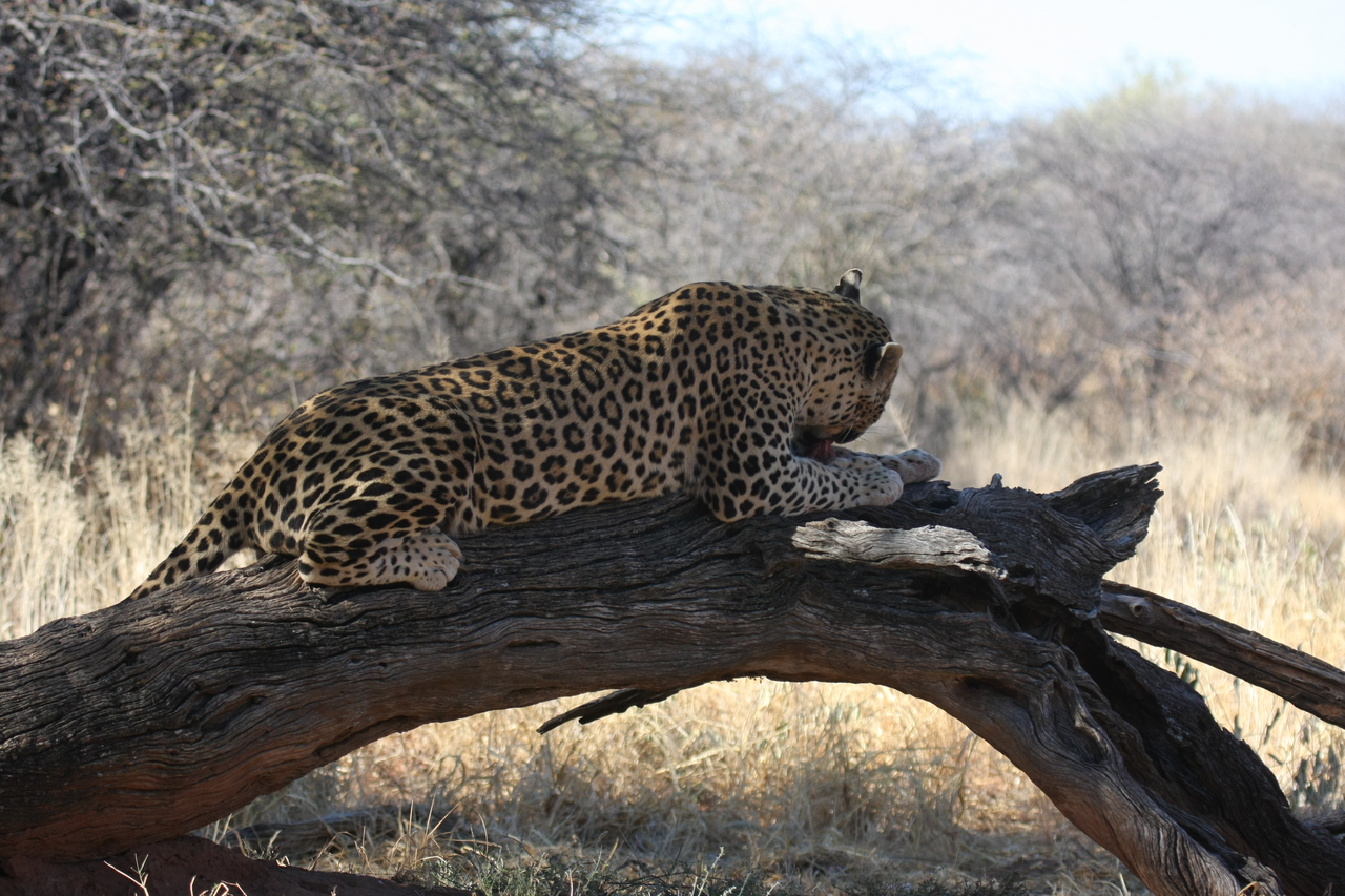 [5561] 2016_06_23_10_17_08_Africa_Canon_EOS_40D_IMG__00180.jpg