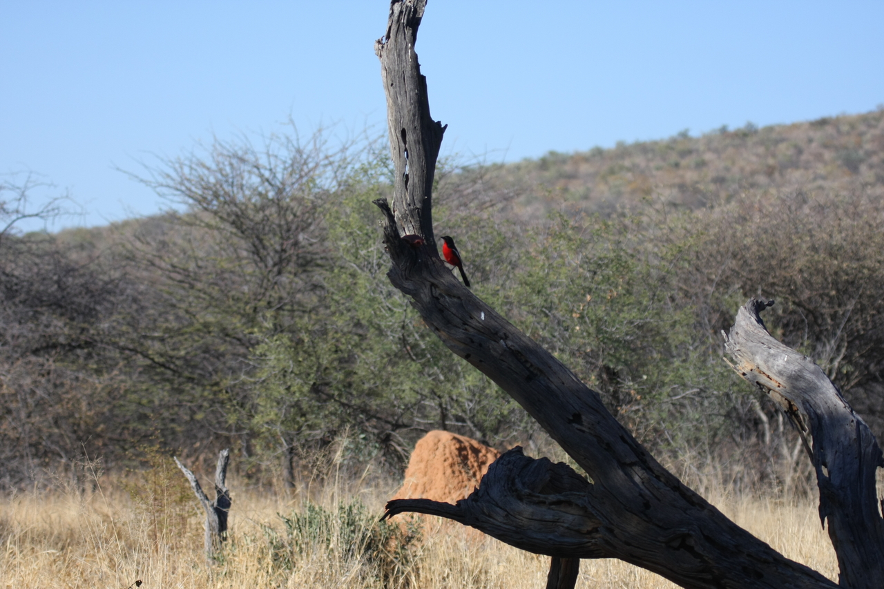 [5583] 2016_06_23_10_17_57_Africa_Canon_EOS_40D_IMG__00188.jpg