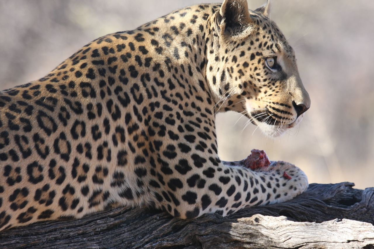 [5645] 2016_06_23_10_24_44_Africa_Canon_EOS_40D_IMG__00204.jpg