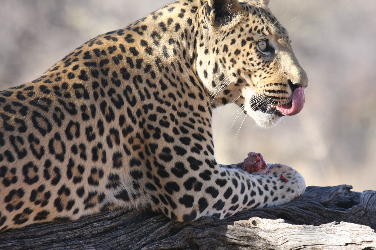 [5648] 2016_06_23_10_24_44_Africa_Canon_EOS_40D_IMG__01039.jpg