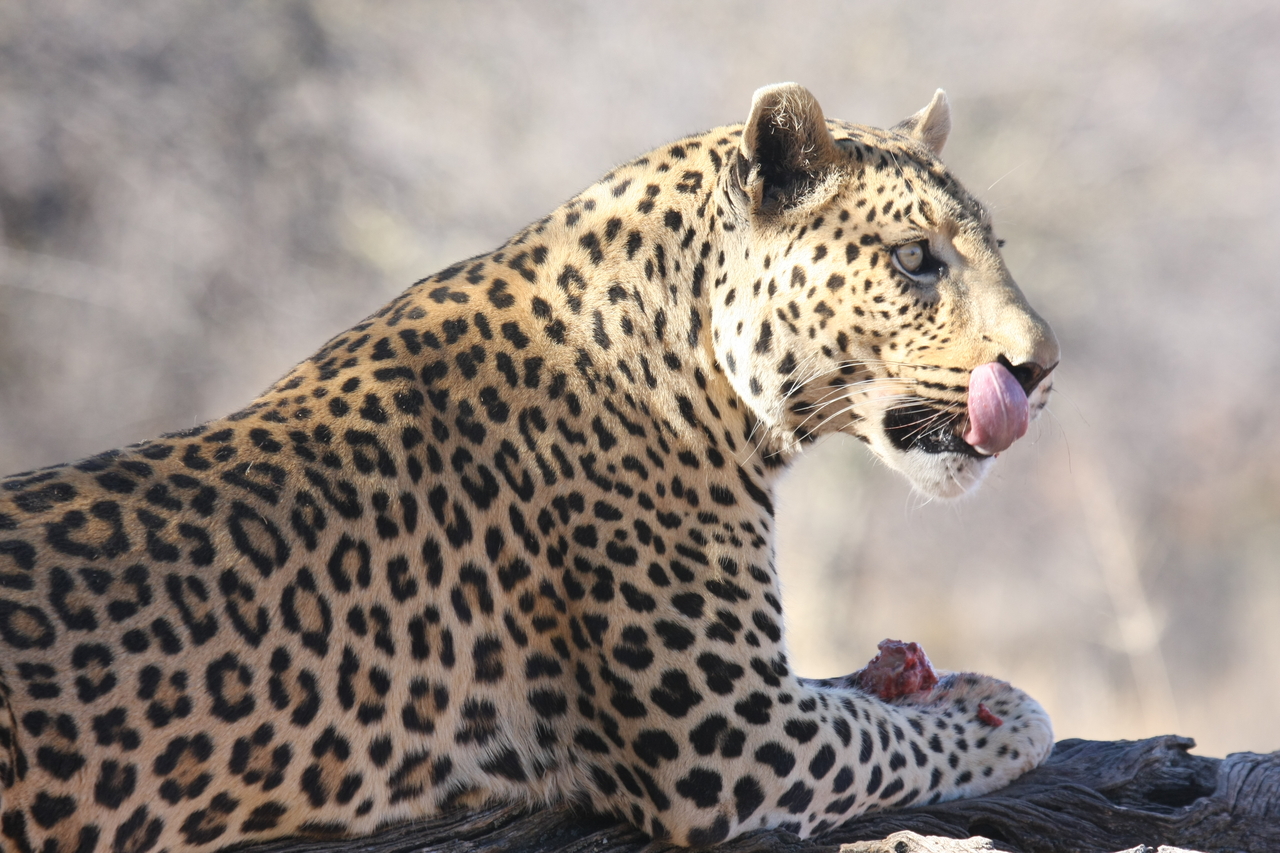 [5651] 2016_06_23_10_24_45_Africa_Canon_EOS_40D_IMG__00206.jpg