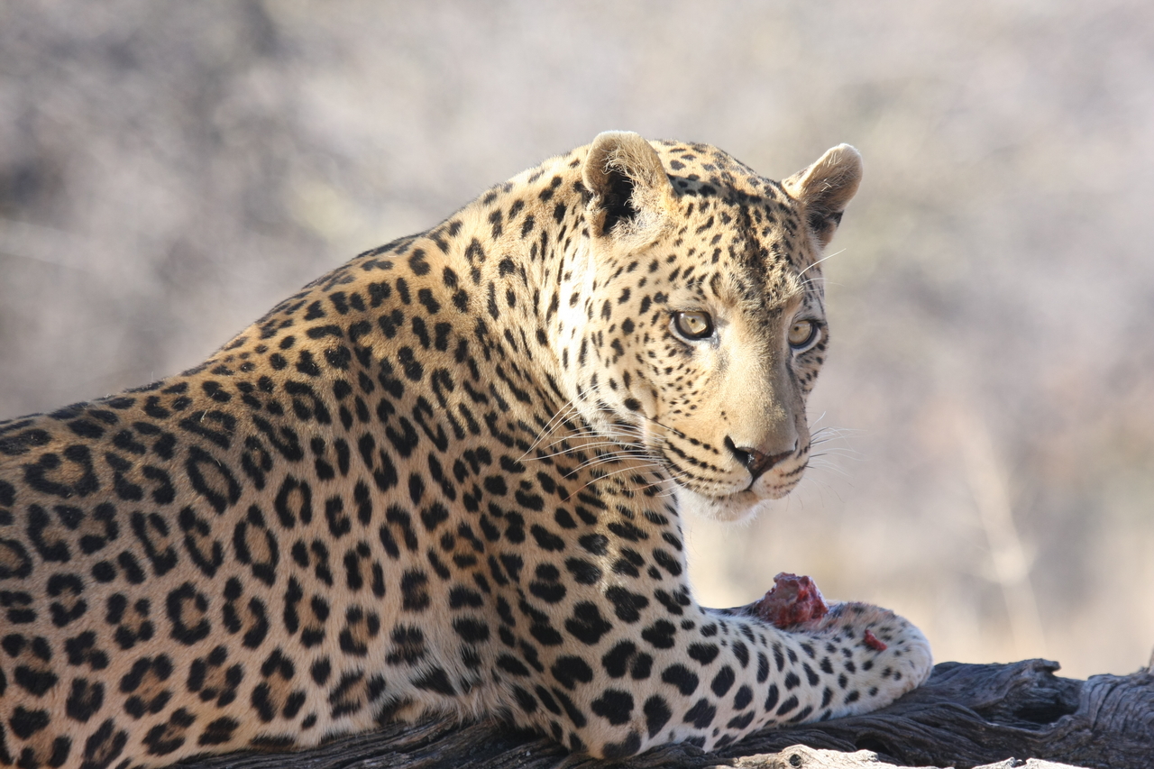 [5657] 2016_06_23_10_24_46_Africa_Canon_EOS_40D_IMG__00208.jpg