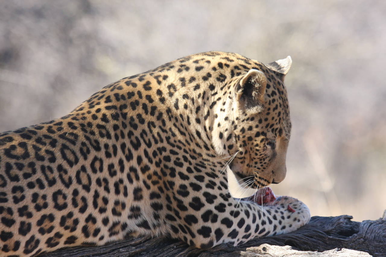 [5662] 2016_06_23_10_24_46_Africa_Canon_EOS_40D_IMG__08490.jpg