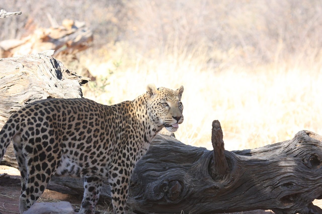 [5664] 2016_06_23_10_25_11_Africa_Canon_EOS_40D_IMG__00211.jpg