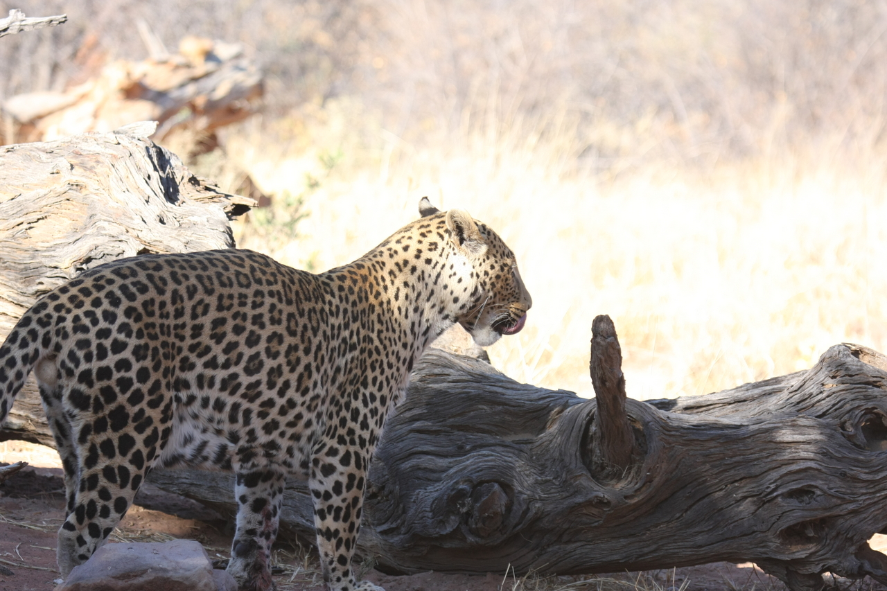 [5671] 2016_06_23_10_25_11_Africa_Canon_EOS_40D_IMG__08493.jpg