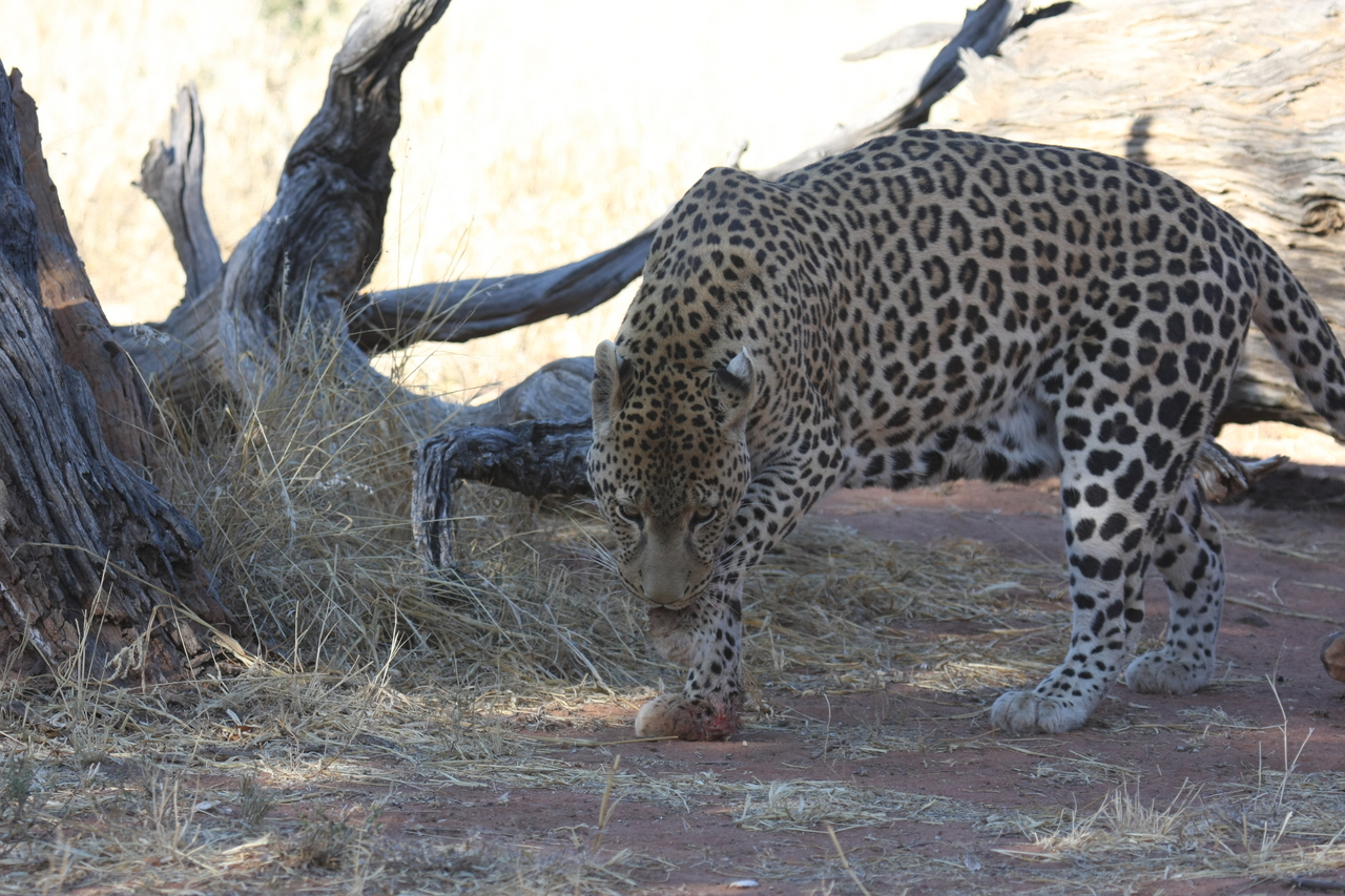 [5682] 2016_06_23_10_25_18_Africa_Canon_EOS_40D_IMG__00217.jpg