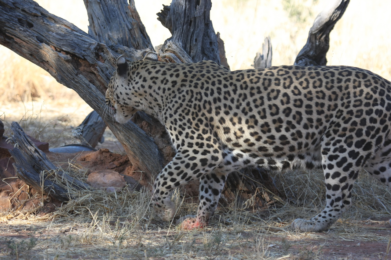 [5703] 2016_06_23_10_25_22_Africa_Canon_EOS_40D_IMG__01057.jpg