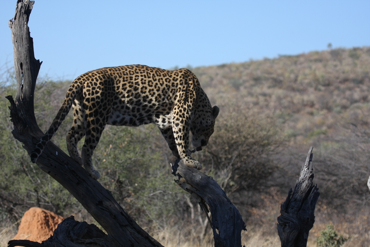 [5712] 2016_06_23_10_25_40_Africa_Canon_EOS_40D_IMG__01060.jpg