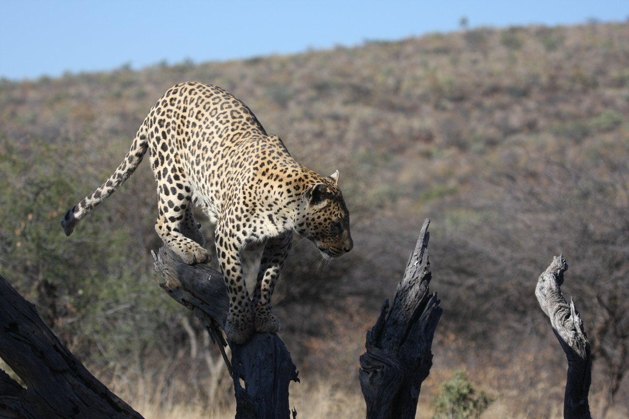 [5731] 2016_06_23_10_25_46_Africa_Canon_EOS_40D_IMG__01067.jpg