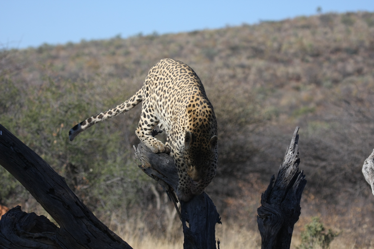 [5749] 2016_06_23_10_25_48_Africa_Canon_EOS_40D_IMG__08519.jpg