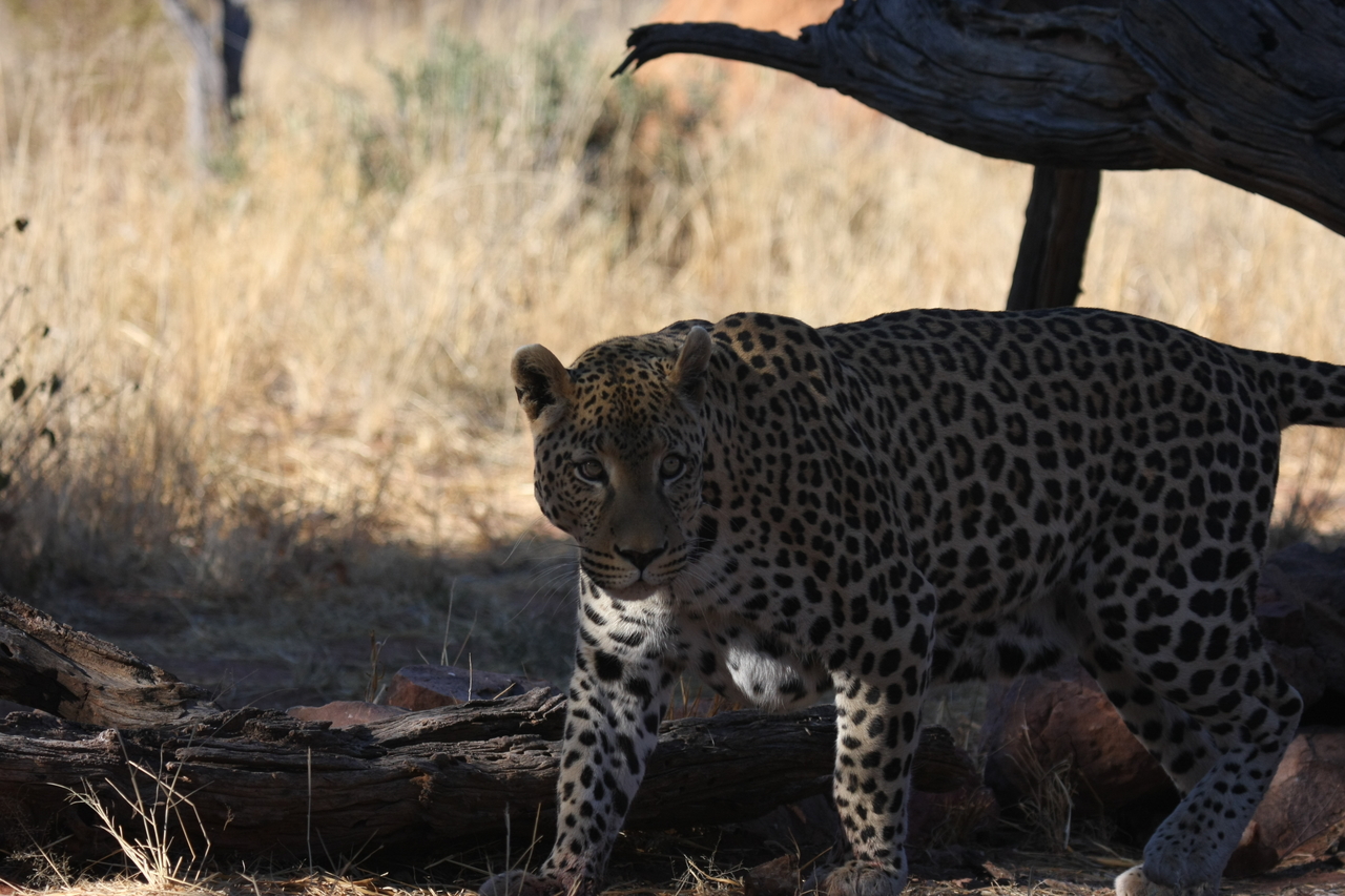 [5761] 2016_06_23_10_26_03_Africa_Canon_EOS_40D_IMG__08523.jpg