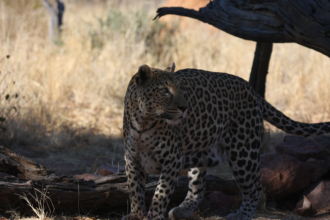 [5764] 2016_06_23_10_26_04_Africa_Canon_EOS_40D_IMG__00245.jpg