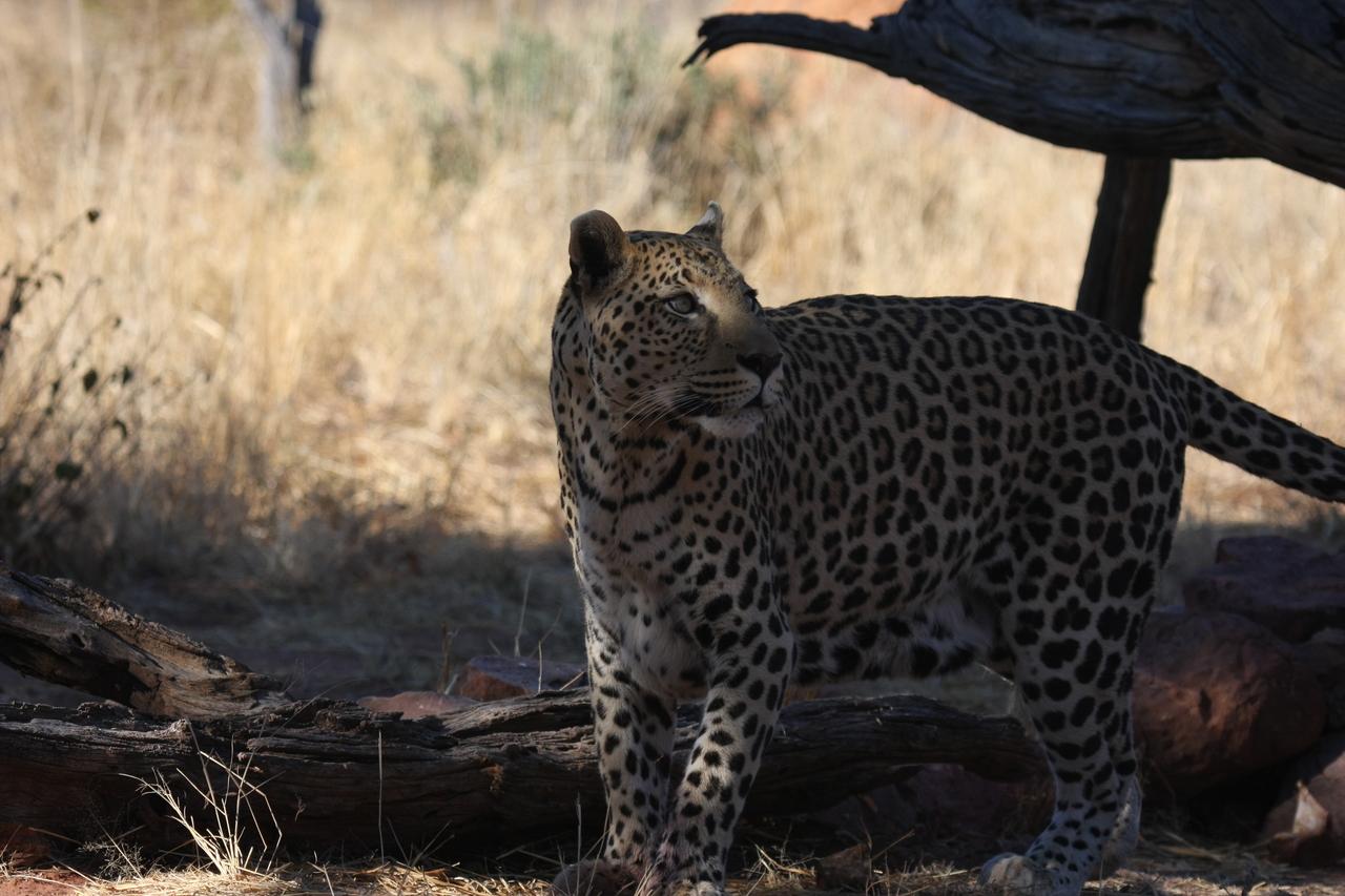[5766] 2016_06_23_10_26_04_Africa_Canon_EOS_40D_IMG__01078.jpg