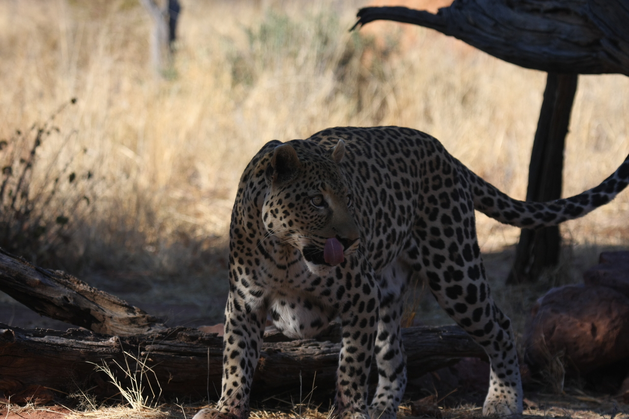 [5774] 2016_06_23_10_26_05_Africa_Canon_EOS_40D_IMG__01081.jpg