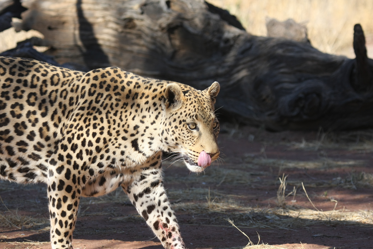 [5789] 2016_06_23_10_26_17_Africa_Canon_EOS_40D_IMG__01085.jpg