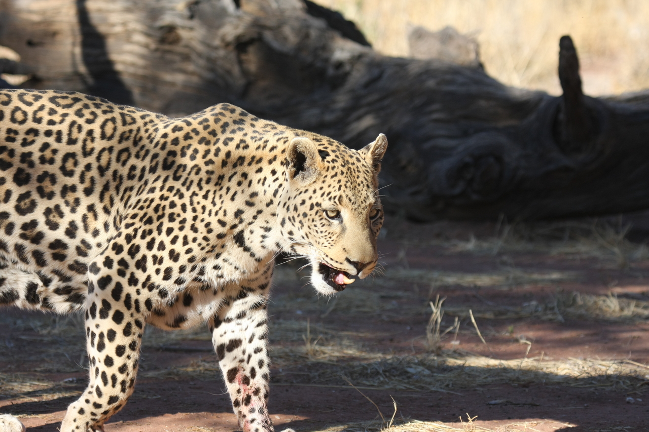 [5790] 2016_06_23_10_26_17_Africa_Canon_EOS_40D_IMG__01086.jpg