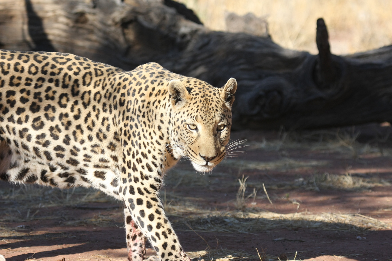 [5791] 2016_06_23_10_26_17_Africa_Canon_EOS_40D_IMG__01087.jpg