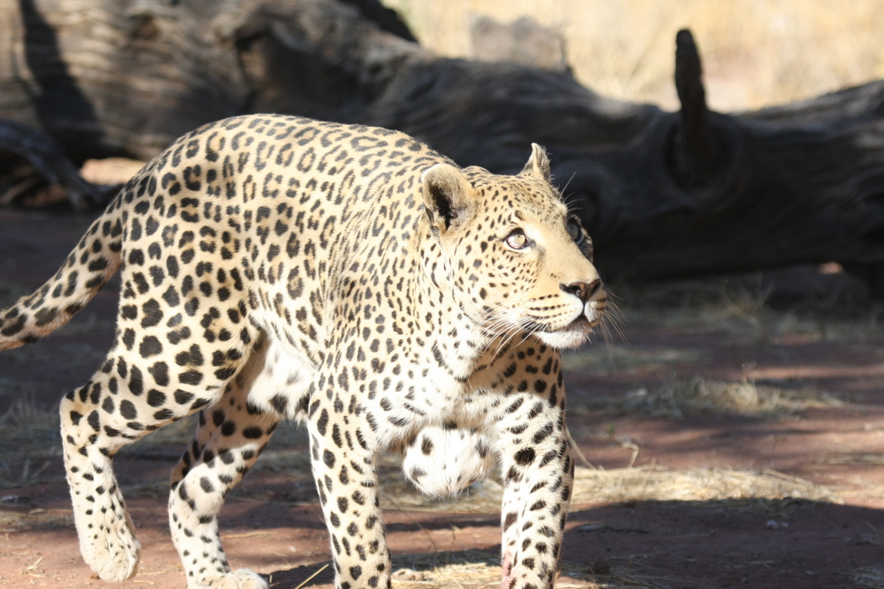 [5797] 2016_06_23_10_26_18_Africa_Canon_EOS_40D_IMG__00256.jpg