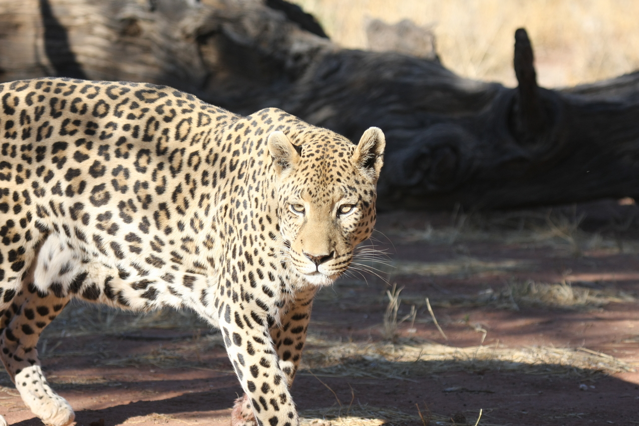 [5798] 2016_06_23_10_26_18_Africa_Canon_EOS_40D_IMG__01088.jpg