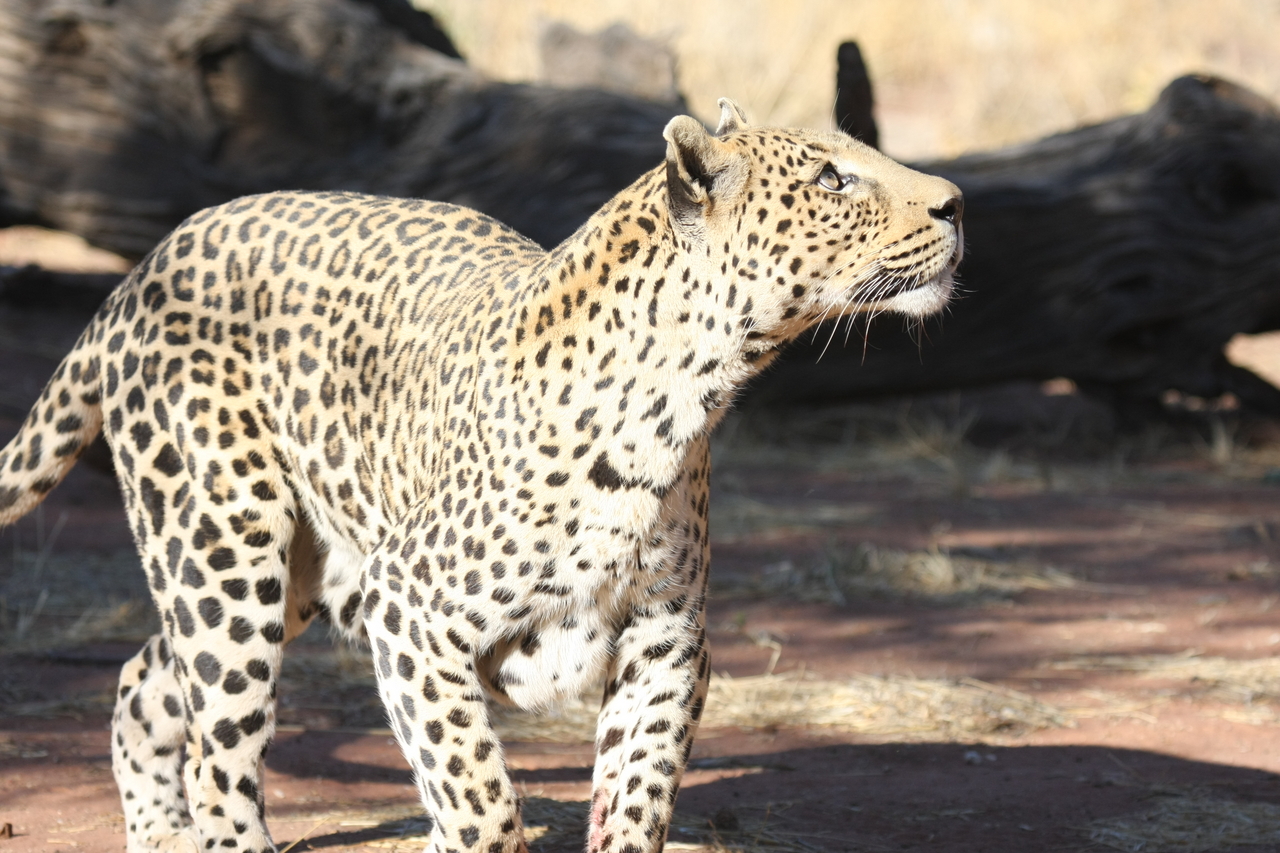 [5804] 2016_06_23_10_26_19_Africa_Canon_EOS_40D_IMG__00257.jpg