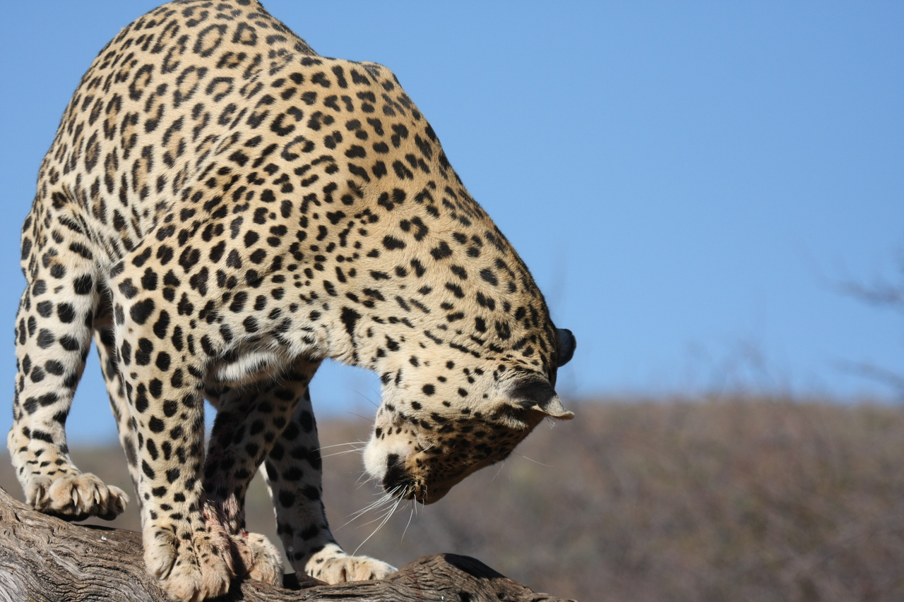 [5812] 2016_06_23_10_26_29_Africa_Canon_EOS_40D_IMG__08540.jpg
