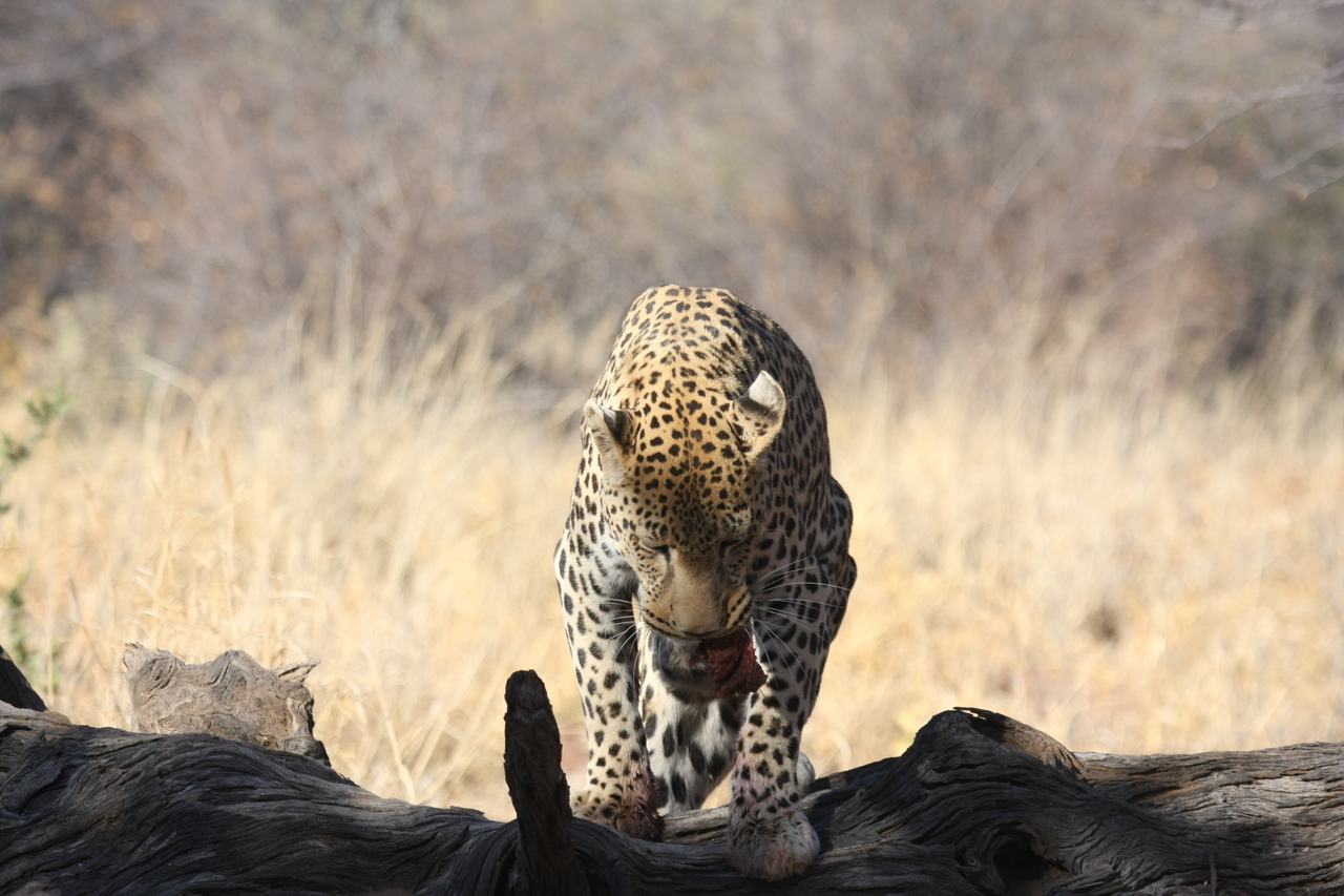[5833] 2016_06_23_10_26_58_Africa_Canon_EOS_40D_IMG__00264.jpg