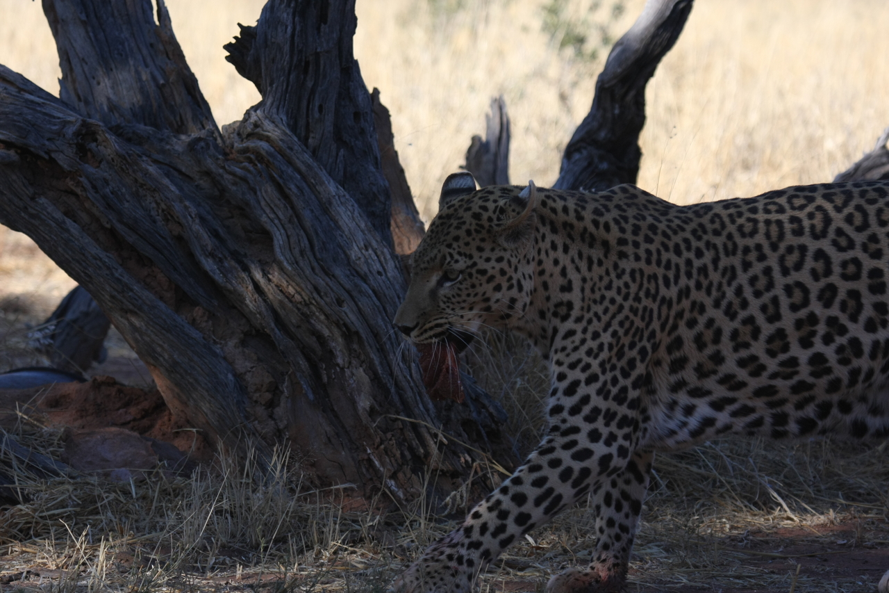 [5842] 2016_06_23_10_27_04_Africa_Canon_EOS_40D_IMG__01099.jpg