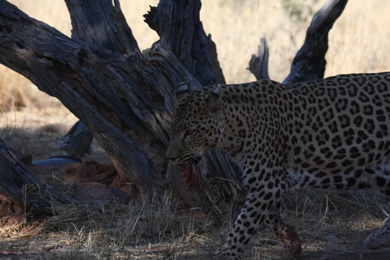 [5845] 2016_06_23_10_27_04_Africa_Canon_EOS_40D_IMG__08547.jpg