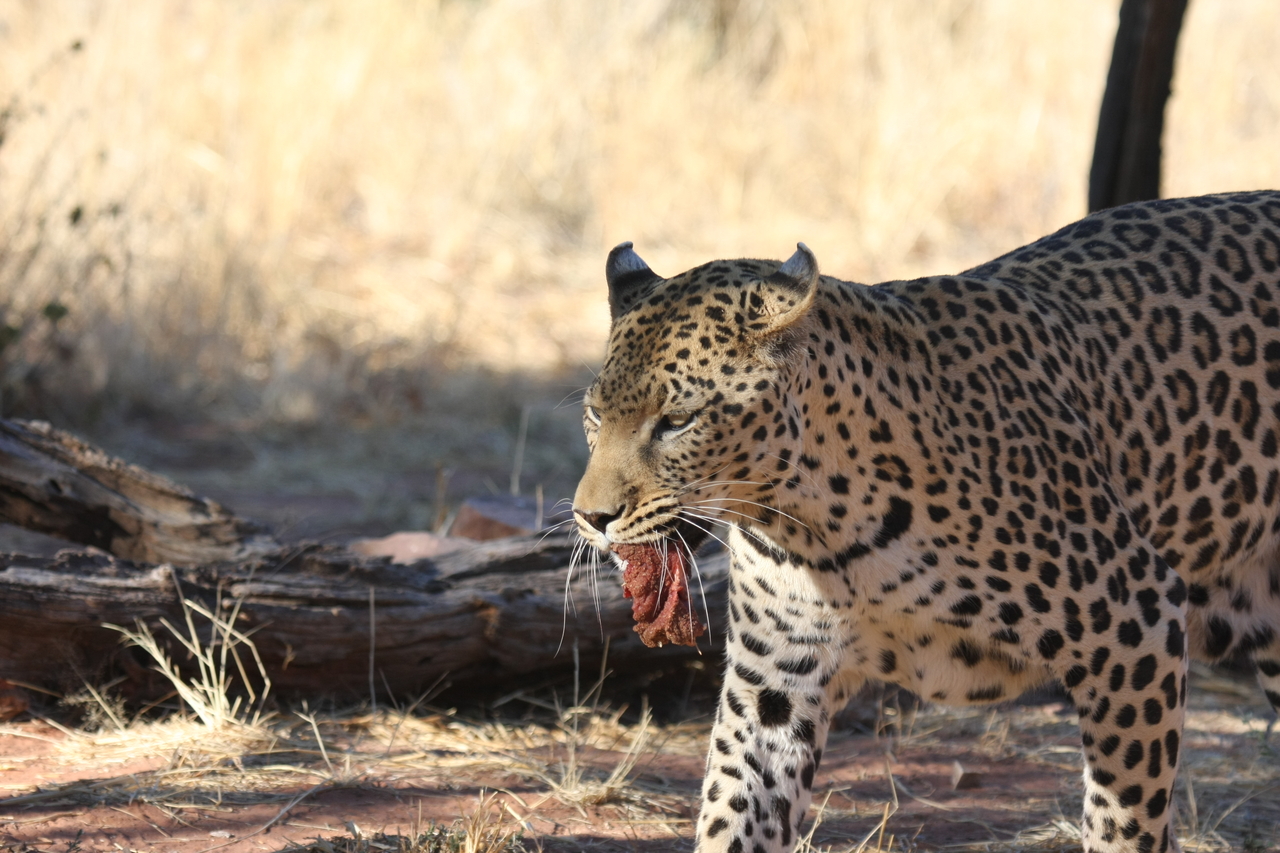 [5846] 2016_06_23_10_27_07_Africa_Canon_EOS_40D_IMG__00267.jpg