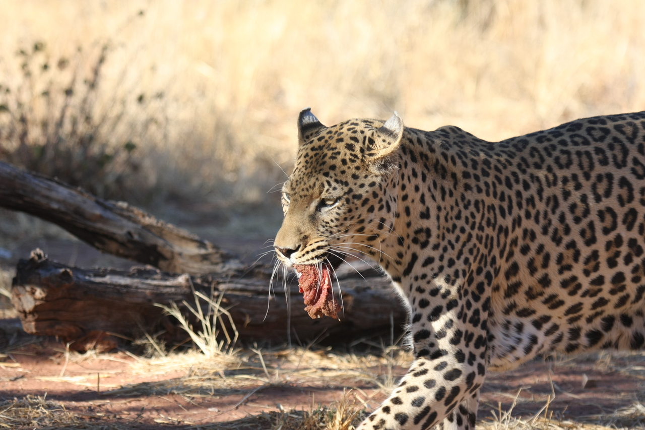[5851] 2016_06_23_10_27_07_Africa_Canon_EOS_40D_IMG__08549.jpg