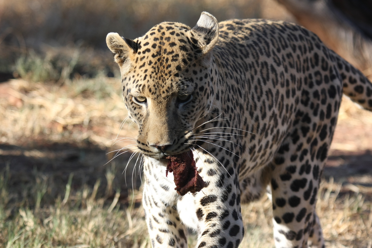 [5854] 2016_06_23_10_27_11_Africa_Canon_EOS_40D_IMG__08550.jpg