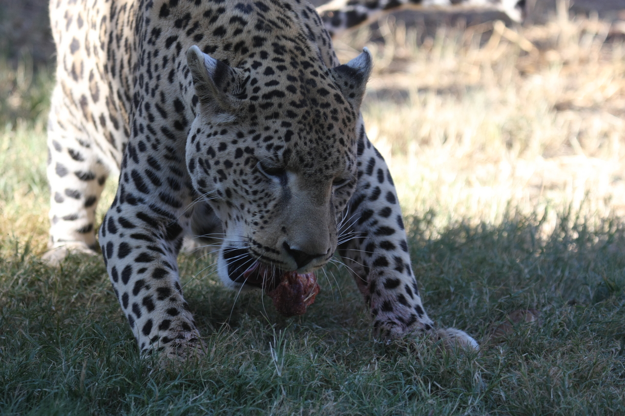 [5860] 2016_06_23_10_27_19_Africa_Canon_EOS_40D_IMG__01106.jpg
