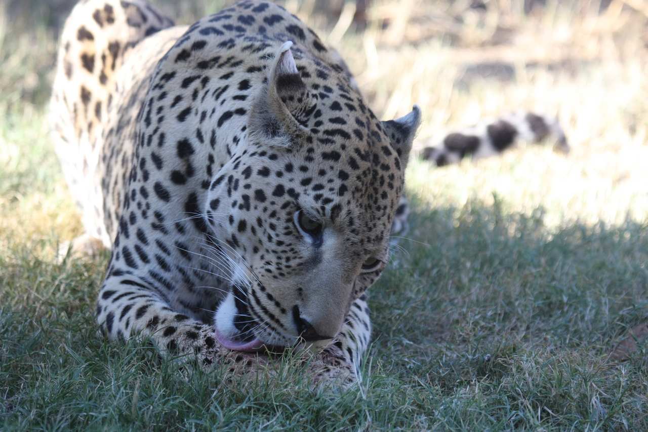 [5921] 2016_06_23_10_27_45_Africa_Canon_EOS_40D_IMG__08571.jpg